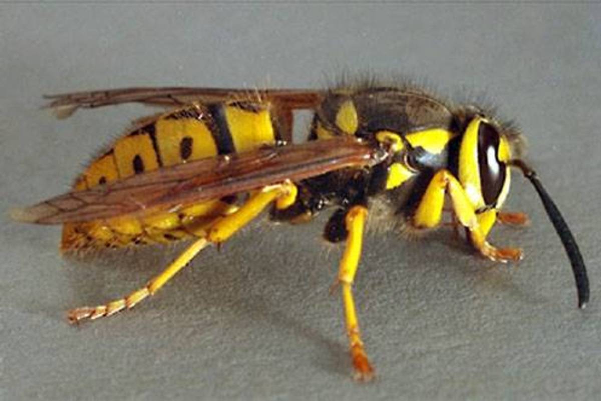 Why Do Aggressive Wasps Always Bother People? Owlcation