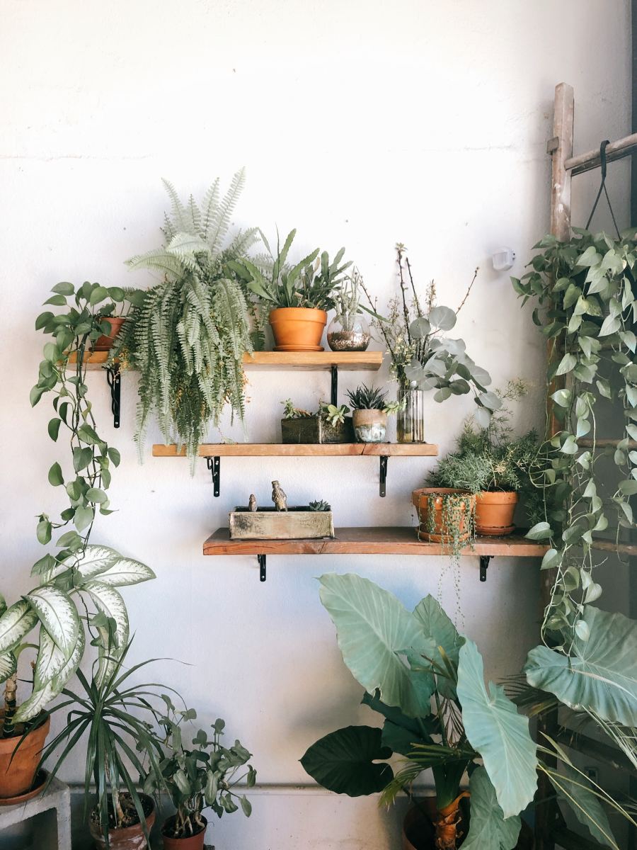 4 Interesting and Low-Maintenance Houseplants for Everyone