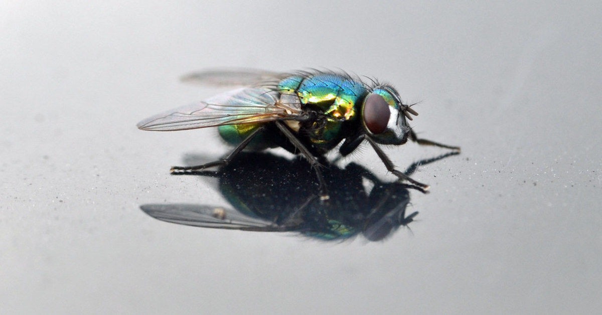 Flies in the Car: How to Get Them Out