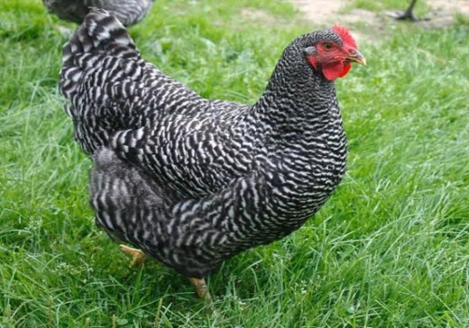 Kuroiler Chicken Farming Business Plan