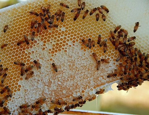 How to Start Bees Farming