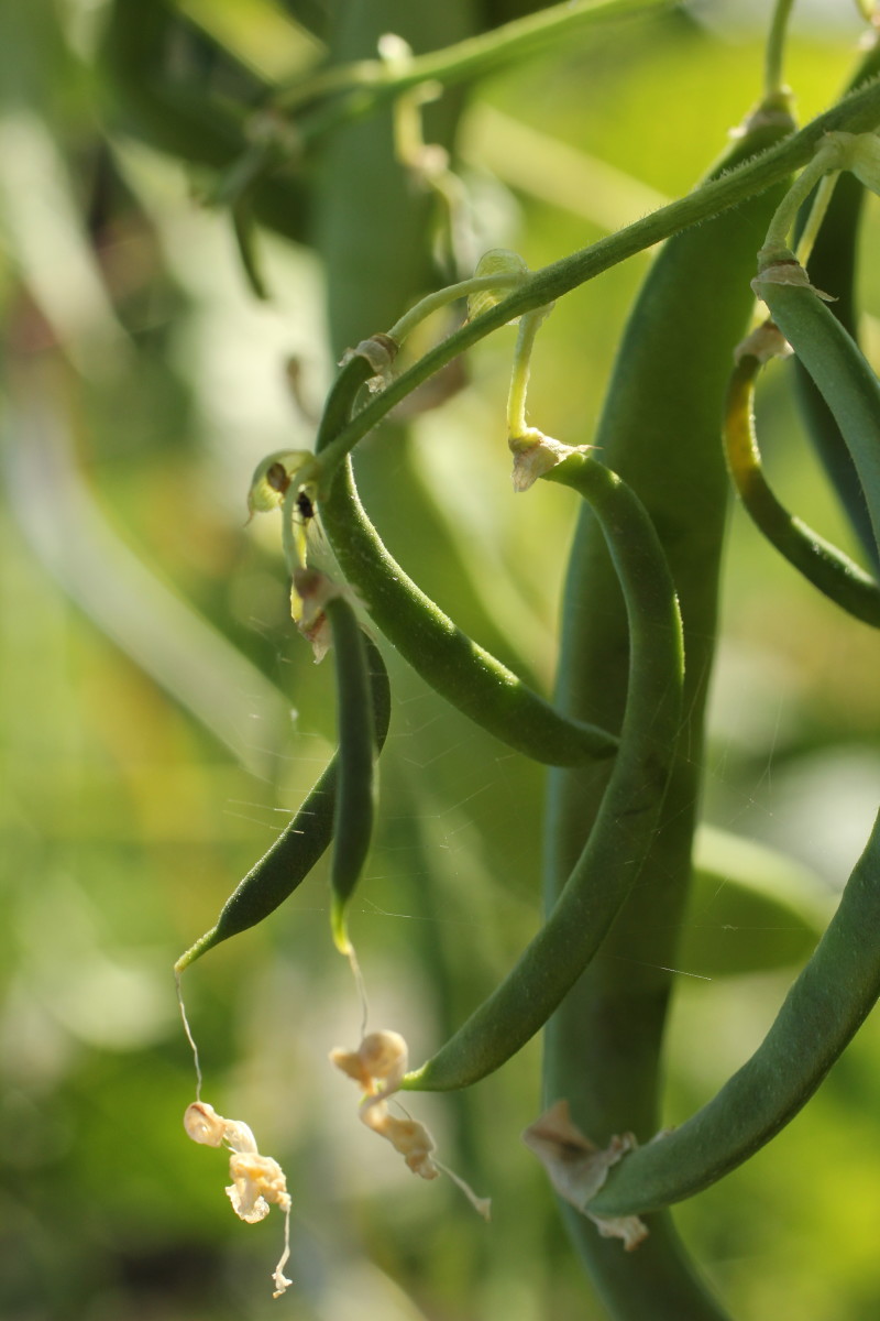 Achieving Success with Pole Beans and Bush Beans
