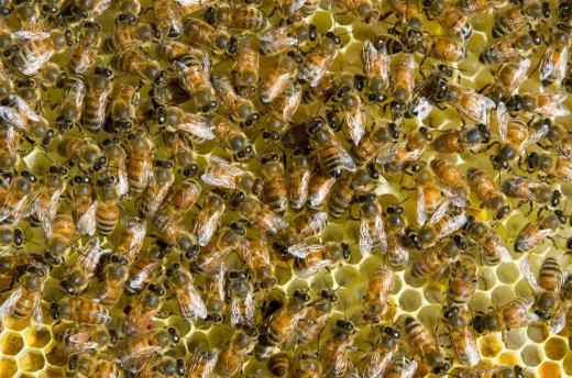 The Secret Life of Bees: Everything You Need to Know About Beekeeping