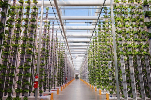 The Future of Vertical Farming
