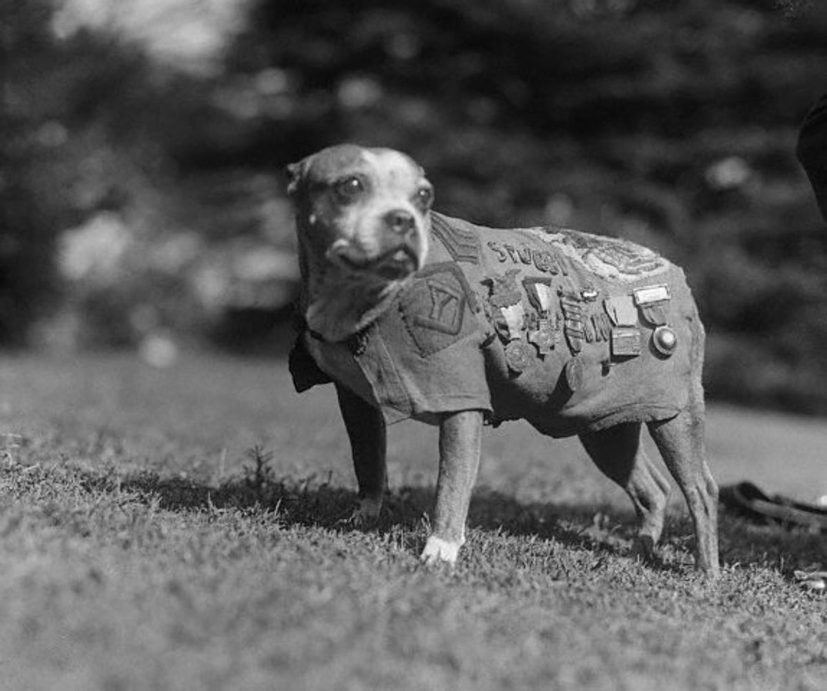 Sergeant Stubby: Dog and Decorated War Hero