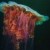 Lion's Mane Jellyfish.  World's largest.  