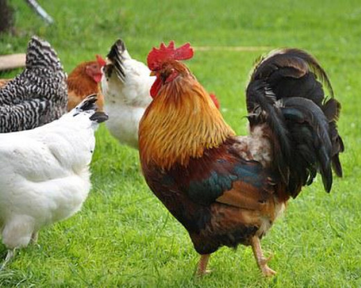 Kuroiler vs Sasso Chickens