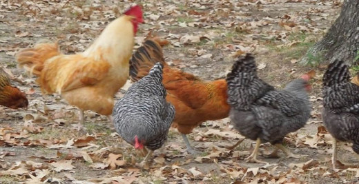 Kuroiler Chicken Farming Tips