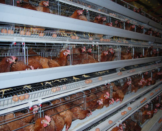Layer Chicken Farming Business Plan