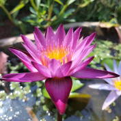 Swathy Suprakash profile image