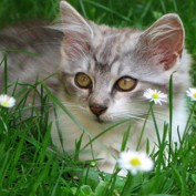 Pet Care Advice profile image
