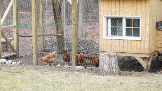 Backyard Chicken Farming