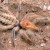 the camel spider is not a spider at all the camel spider is not a spider at all