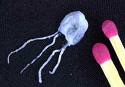 World's most venomous creature.  The IRUKANDJI jellyfish.  Shown by 2 matches to indicate small size.  photo swimatyourownrisk.com