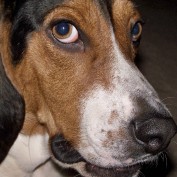 Stop Barking Dogs profile image