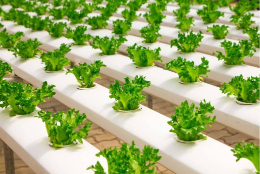 The Pros and Cons of Hydroponic Farming