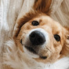 Faiver Fast profile image
