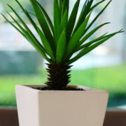 indoorplantsservices profile image
