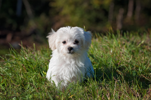 White Maltese dog sitting on green grass