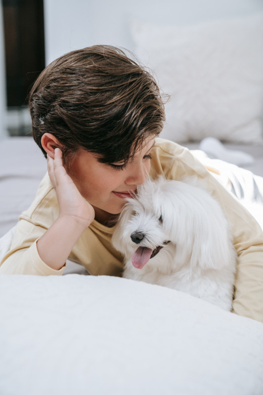Brown, short-haired, Caucasian child laying on bed with Maltese dog. 