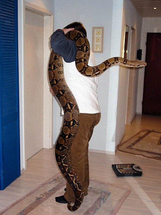 Boa Constrictor:  Smaller than large pythons, still quite a handful at 13 feet long!  www.hilariousheadlines.com photo