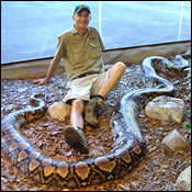 "Worm."  Finally, a Reticulated Python, which could overpower and eat a small man with ease.  animal.discovery.com photo
