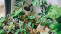 How to Clean Houseplants