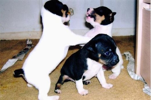 Flickr image: csbolt84; "Puppies Playing"