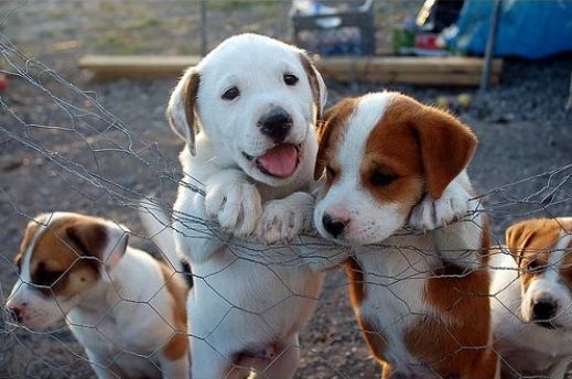 Flickr image: jclutter; "puppies!"