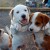 Flickr image: jclutter; "puppies!" Flickr image: jclutter; "puppies!"