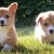 Flickr images: manyfires; "go puppies go" Flickr images: manyfires; "go puppies go"