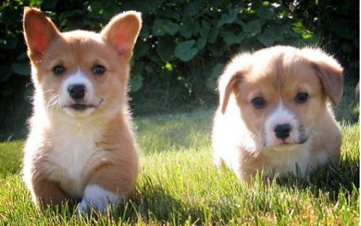 Flickr images: manyfires; "go puppies go"