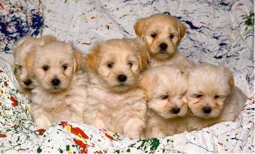 Flickr image: vanallensb; "White Mixed Breed Puppies"