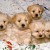 Flickr image: vanallensb; "White Mixed Breed Puppies" Flickr image: vanallensb; "White Mixed Breed Puppies"