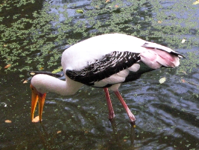 Painted Stork doing the same thing.