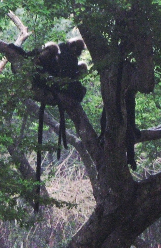 Couldn't get a good shot of these monkeys.