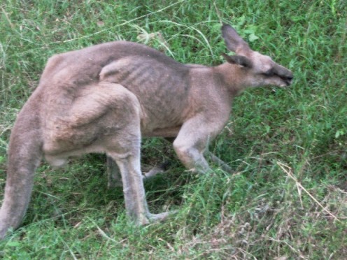 Kangaroo. Oldtimer looks like he's not doing well.