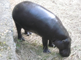 Pigmy hippos!