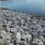 Rock coast, believe it or not, is from Cedar Rapids, Iowa and not Maine or a coastal state. Rock coast, believe it or not, is from Cedar Rapids, Iowa and not Maine or a coastal state.