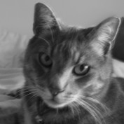 ezerine profile image