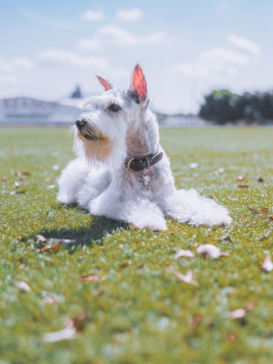 Standard Schnauzers Are Best for Families with Older Children