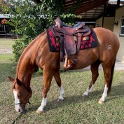 BestWesternSaddles profile image