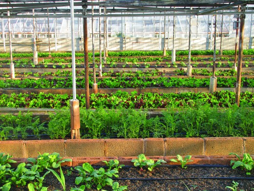 Urban farming