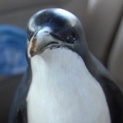 sonoranpenguin profile image
