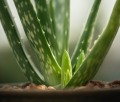 The Very Best of Aloe Vera