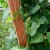Long beans climbing on a stick Long beans climbing on a stick