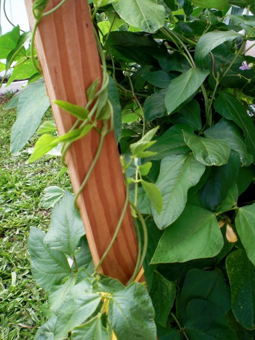 Long beans climbing on a stick