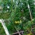 Yellow peppers, tomatoes, peas and green onions Yellow peppers, tomatoes, peas and green onions