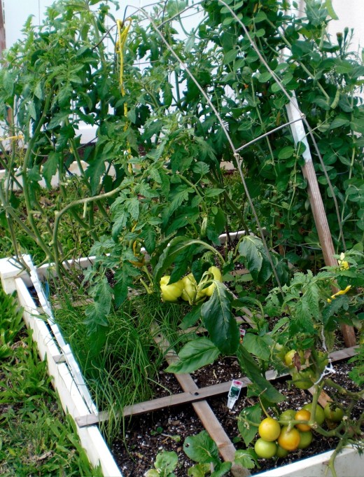 Yellow peppers, tomatoes, peas and green onions
