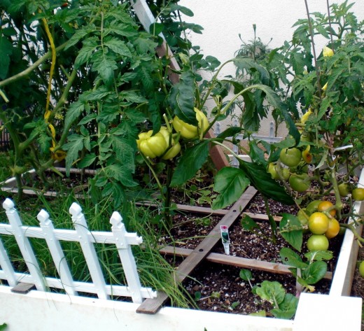 Marigolds help keep the insects away - plant them on the outside of vegetables